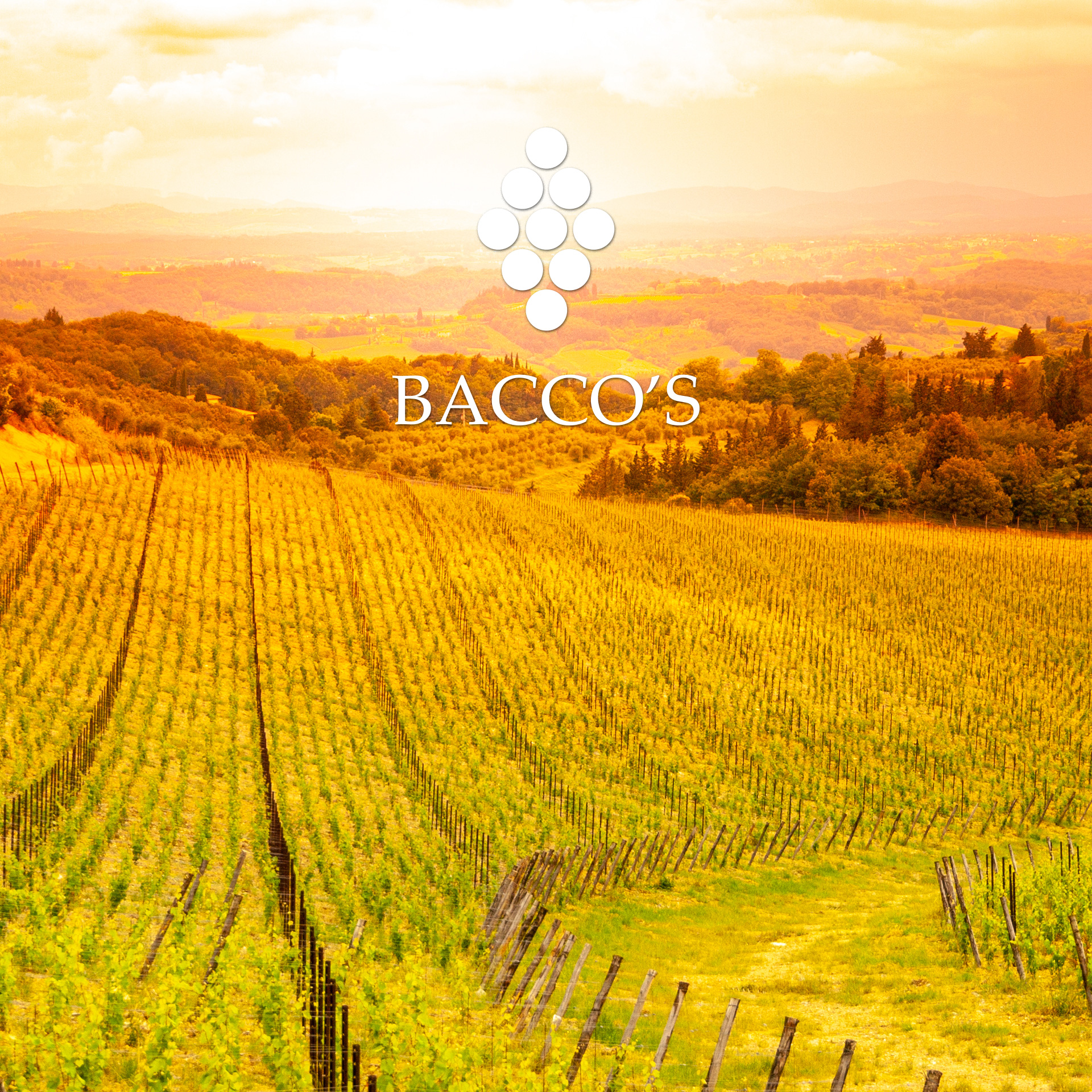 Portfólio Bacco's